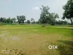 Agriculture land