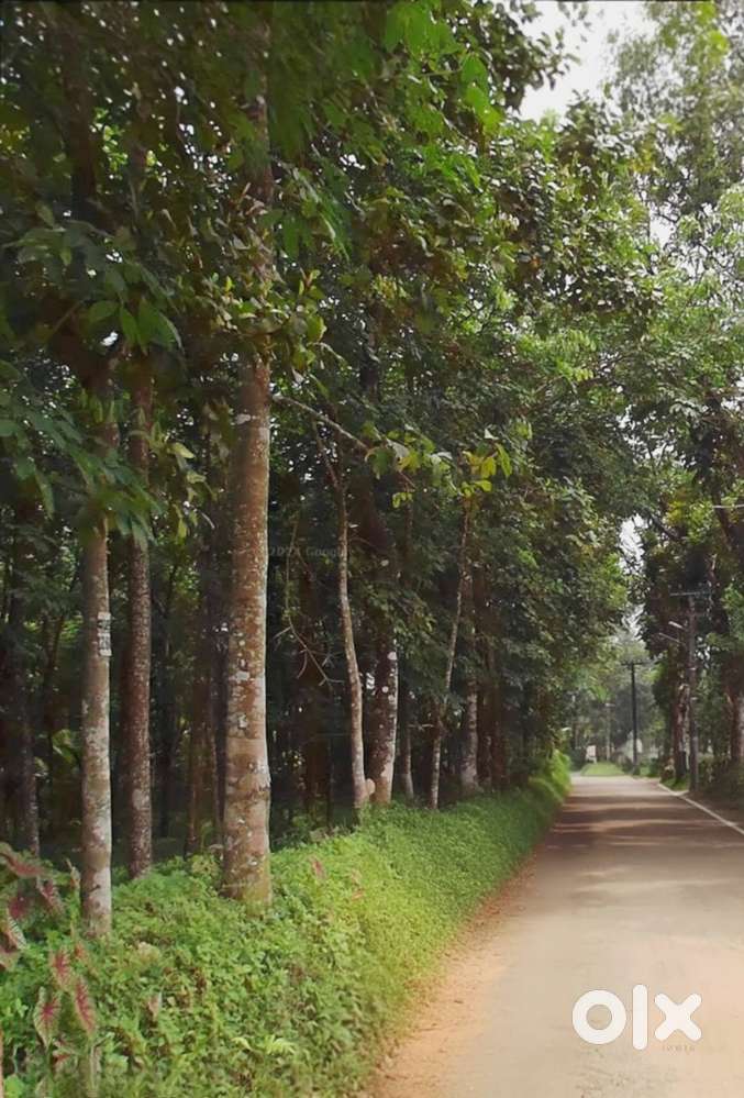 8cent Minippady Kothamangalam