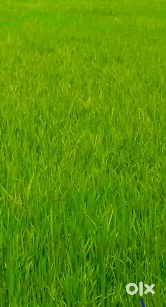 Agricutural Land 6 acres Manvi Ballatagi