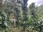 2.36 ACRE MIXED CULTIVATION LAND FOR SALE IN VARAYAL
