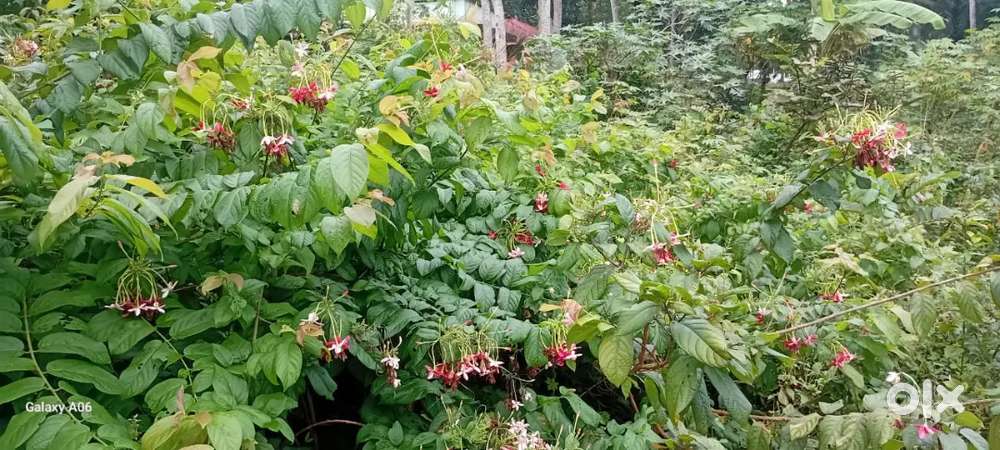 7 cent plot for sale near Govt Ayurveda Hospital Koliyoor Muttacadu