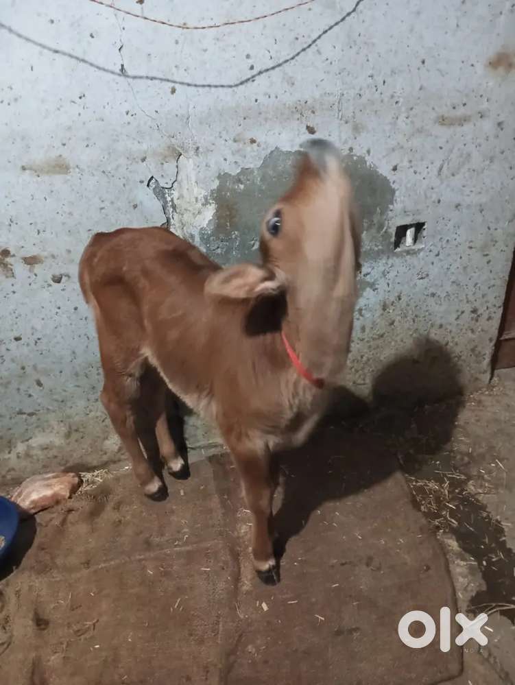 Cow dairy ke liye helper chaiye