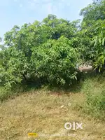 Aam Ka Bagh Mangrol Me