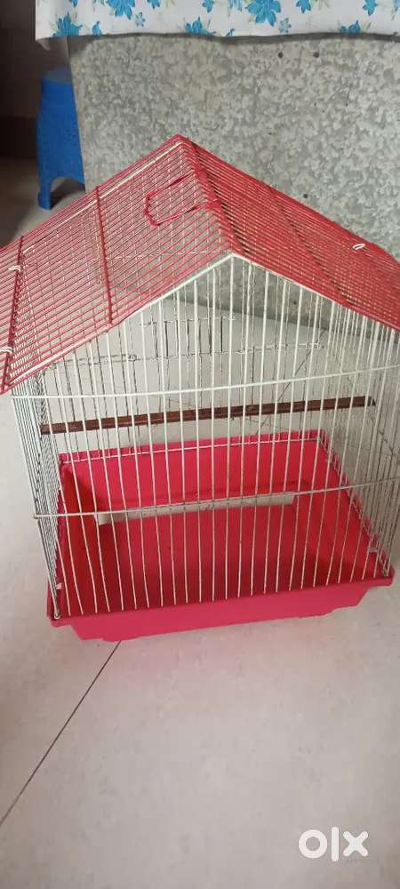 birds cage