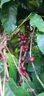 Coffee Estate for Sale in Coorg, Somwarpet,  Near Belur Bane Golf Club