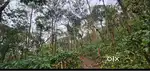 82 Acre Well-Maintained Coffee Estate for Sale – Hassan