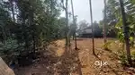 5 Cent Residential Plot for Sale in Elookkara, Aluva