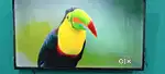 TCL 55 inch smart 4k , Good condition