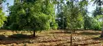 150 CENT LAND FOR SALE AT KORATTY