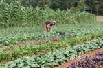 Wanted workers to work on farm