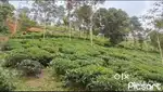10,15,25 Plot for sale in vagamon