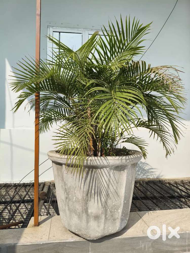 Palm Plant