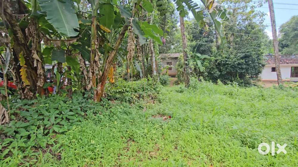 28 cent, road side,near panachikkad temple