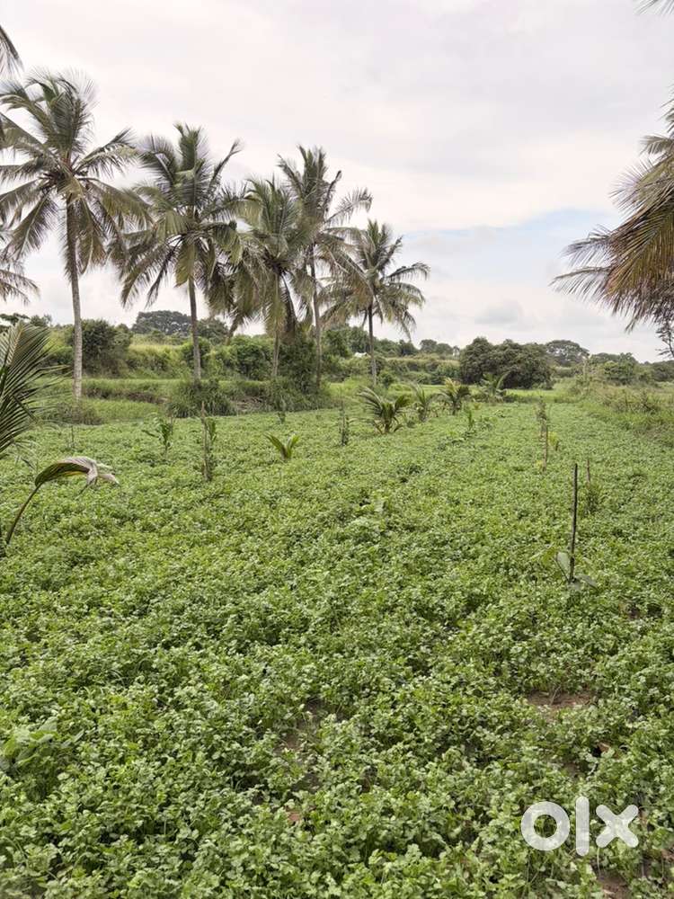 Coriander leaves for sale