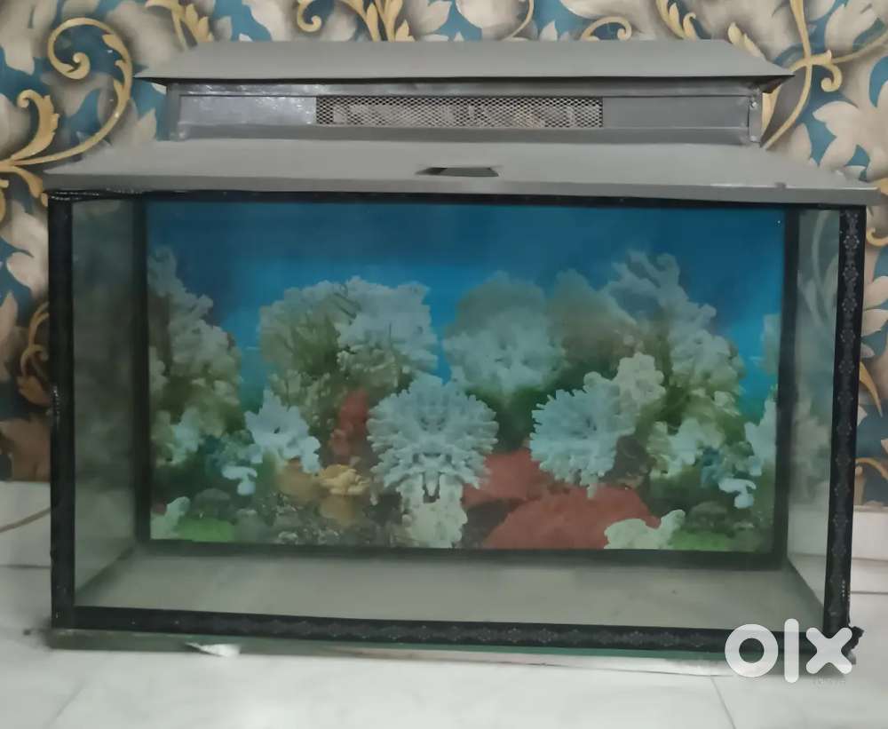 Fish Aquarium..