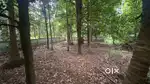 10 cent square plot