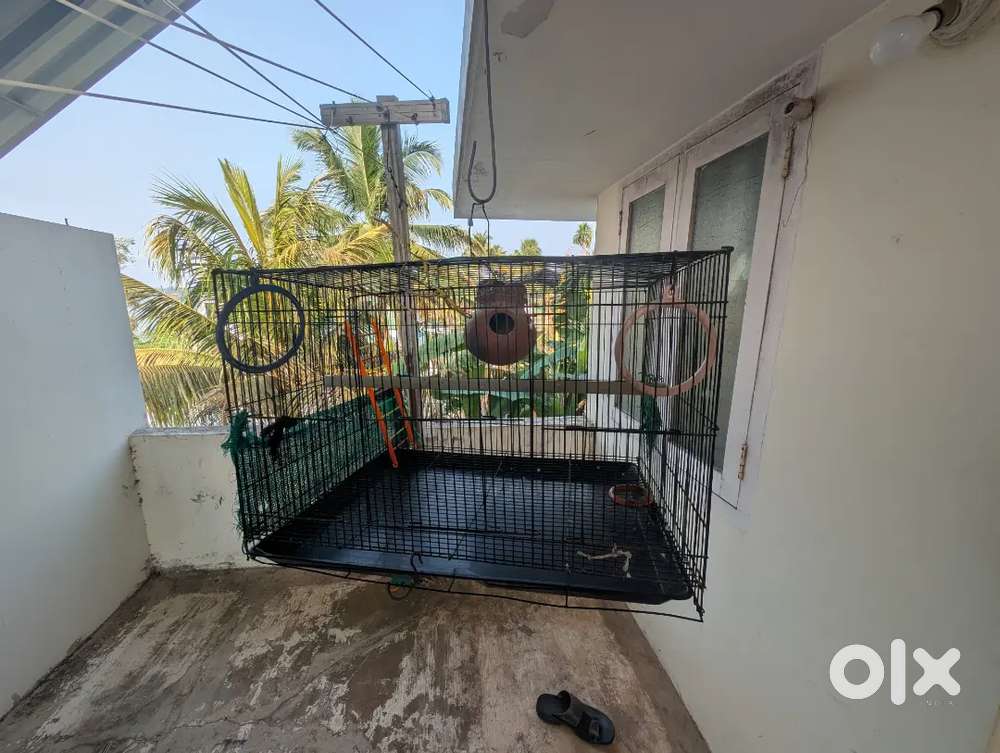 Love birds Cage