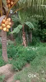 Agriculture Land (coconut farm) for Sale
