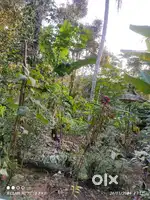 1.35 acre sale anchal near 5km road ride water electricity 3room 1000s