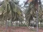 Super Coconut farm sale