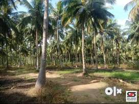 7 Acres Farmland for sale in Kozhinampara, Palakkad