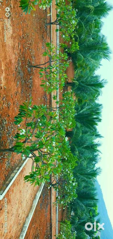 Residential plot sale at boddam (L kota junction))