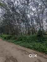 40 Cent Rubber Plantation Land for Sale in Kadakkal