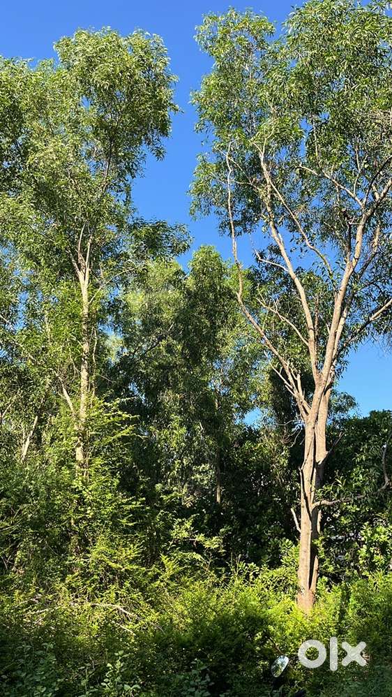 Auroville Plot For Sale Universel Form House