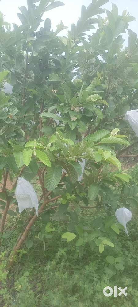 Guava Farm Caretaker cum maintenance staff