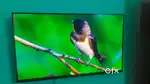 Today spl android LED tv wholesale price