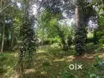 11 cent Prime Plot for Sale at Kattaikonam
