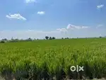 8 acre land on sua