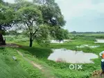 Land sell for 15 lakh for 1 biswa