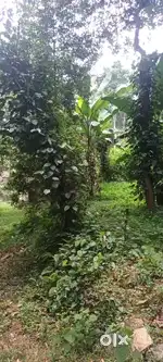 Plot for sale