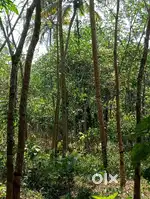 1 Acar rubber plantation plot for sale