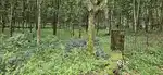5 Acre rubber purayidom near Chemmalamattom  kanjirappally  Petta rd