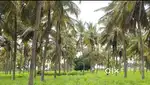 10 acres well maintained tengu for urgent sale near javgal