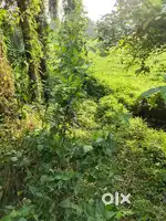 8 Cent Land for Sale – Shanthipuran, near Chalakudy
