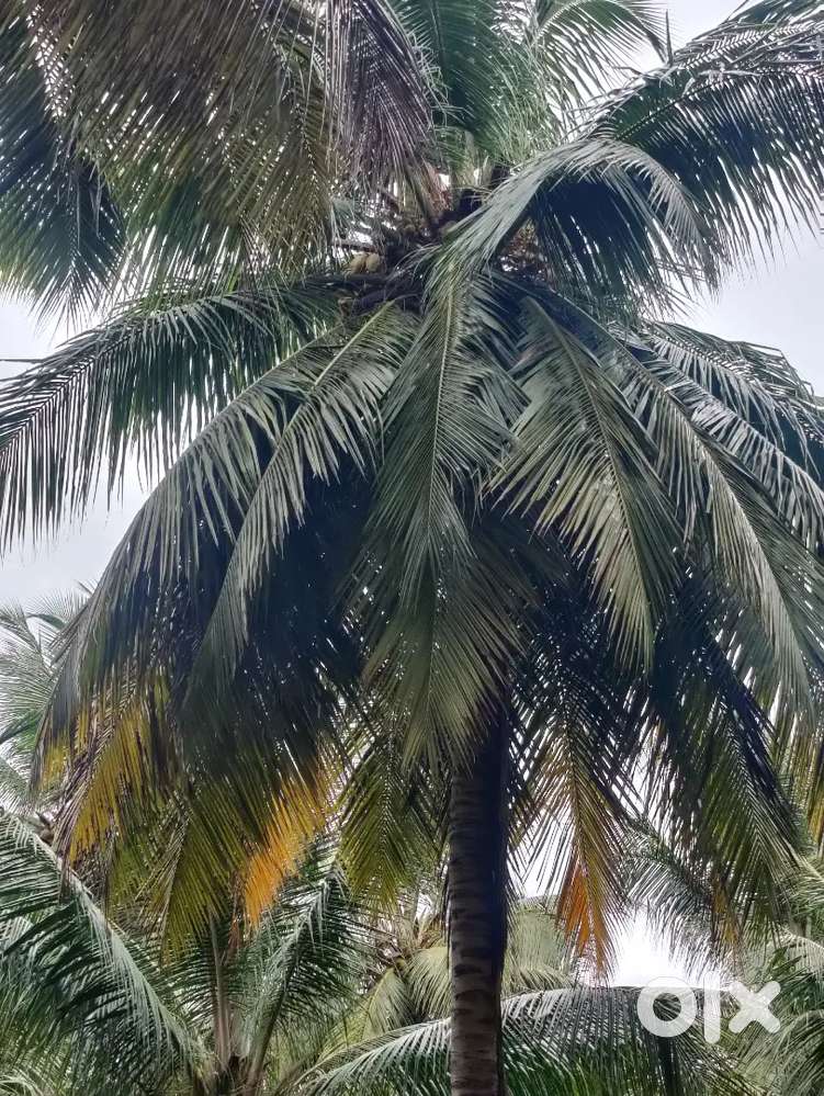 Pollachi to palakkad road nearly property