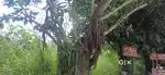25 Bigha for Sale