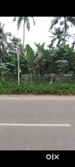 7 cent land for sale pulayanar kotta 100 m from main road