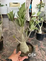 Drawf plant