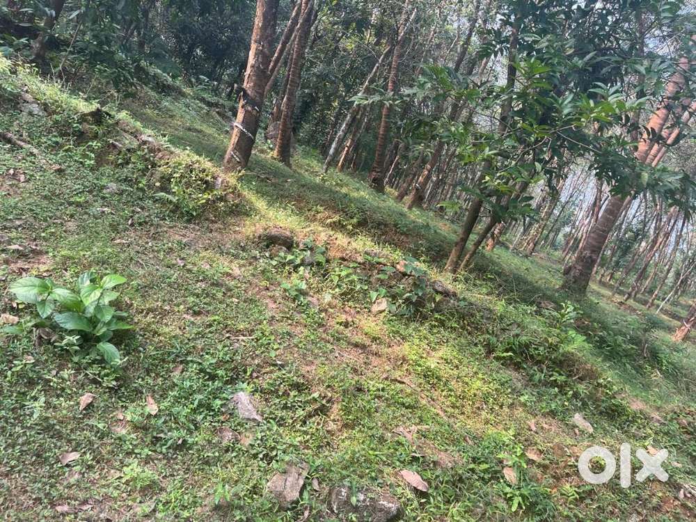 2 Acre Rubber  trees