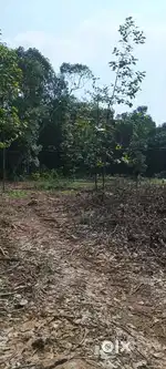 House plot 20 cent near thodupuzha.