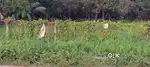 NH FRONT 16 CENT LAND FOR SALE