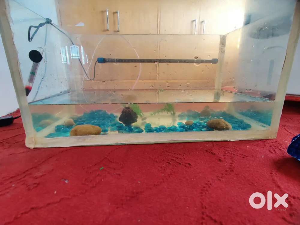 Aquarium Tank