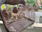 Bird cage 2Qty