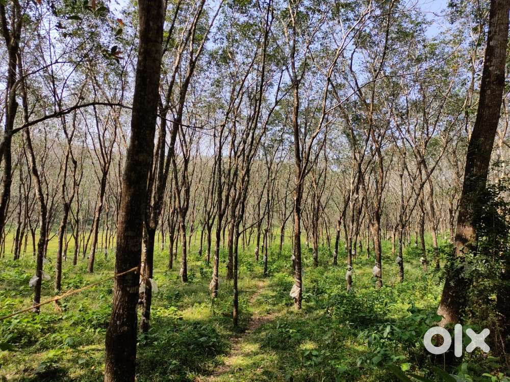 SOUTH INDIAN CHEF , WAITRESS , CAPTAIN , CASHIER , JUICE IN PALA