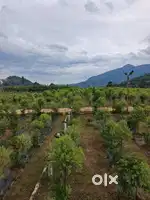 Farm land with trees