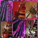Divyachana